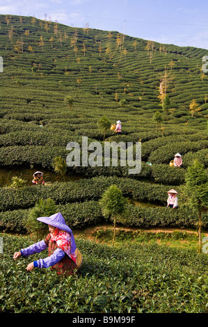 Taiwan, Nantou district, Lugu mountains, Oolong Tea plantations, considered as one of the best in the world, tea pickers Chen Stock Photo