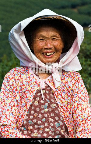 Taiwan, Nantou district, Lugu mountains, Oolong Tea plantations, considered as one of the best in the world, tea picker Huang Stock Photo