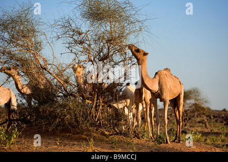 Mauritania, Adrar, Chinguetti area, Leguerara, dromadery Stock Photo