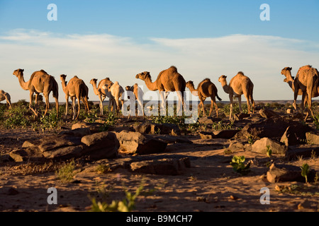 Mauritania, Adrar, Chinguetti area, Leguerara, dromadery Stock Photo