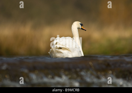 Adult Mute swan swimming with a water-all in the foreground. Stock Photo