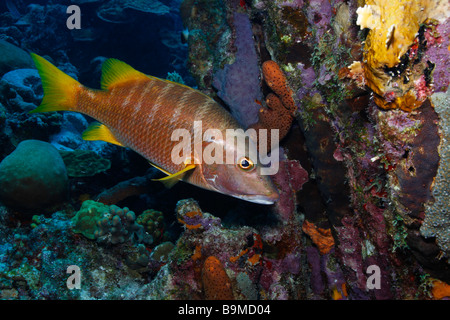 Schoolmaster Lutjanus apodus copper variant in front of reef Stock Photo