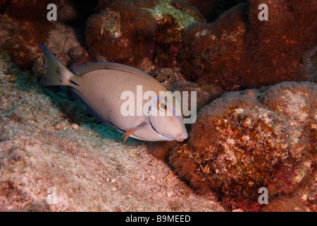 Ocean Surgeonfish Acanthurus bahianus swimming along reef Bonaire Netherlands Antilles Stock Photo