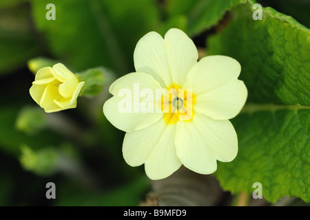 Pin eyed pale yellow primrose primula vulgaris is one of the first flowers to blossom in spring Stock Photo