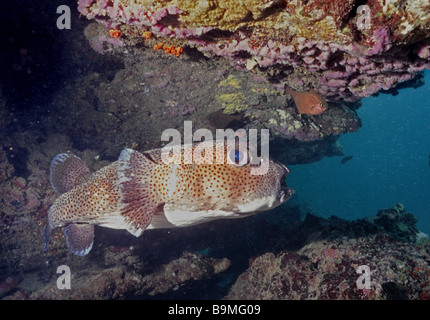 spot-fin porcupine fish, diodon hystrix, also known as a hedgehog fish, under ledge, Indian Ocean Stock Photo