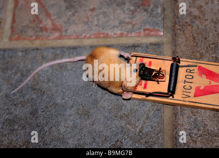 A common house mouse, Mus maniculatus, in a mousetrap. USA Stock Photo