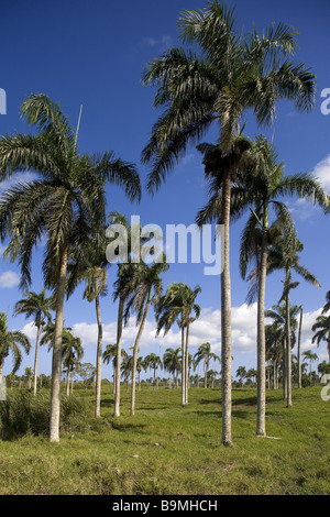 Dominican Republic, Puerto Plata province, Sosua, the fields Stock Photo