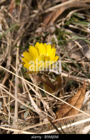 Far East Amur adonis Adonis amurensis flowers opening before leaves in the spring in Nagano Japan Stock Photo