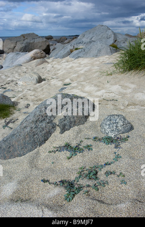 Oysterplant (Mertensia maritima - Boraginaceae) on the beach in Eggum, Vestvågøy, Lofoten, Nordland, Norway, Scandinavia, Europe Stock Photo