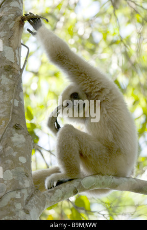 White-handed Gibbon Hylobates lar Stock Photo