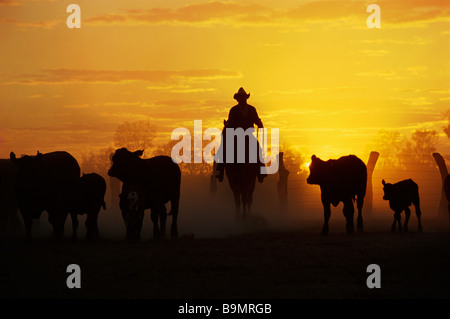 Cattle mustering Australia Stock Photo