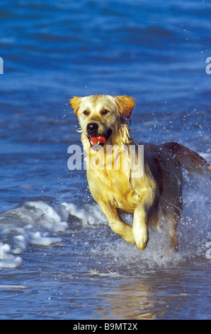 Golden Retriever running along the beach Stock Photo