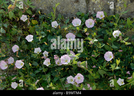 Field Bindweed (Convolvulus arvensis) with its pink and white trumpet shaped flowers climbs up a garden stone wall Stock Photo