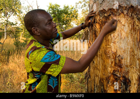 Senegal, Tambacounda region, near Kedougou, incense tree Stock Photo