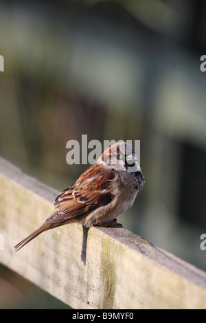 Male House Sparrow Passer domesticus on Garden Fence UK Stock Photo