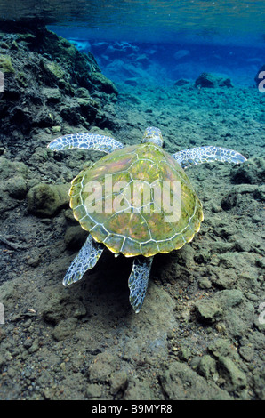 South Pacific Ocean, Samoan Archipelago, Savaii Island (Savai' i), Turttles Conservation Hide da Way Lost, sea turtle Stock Photo