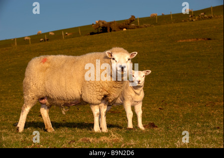 Texel ewe and lamb Carnforth Lancashire Stock Photo