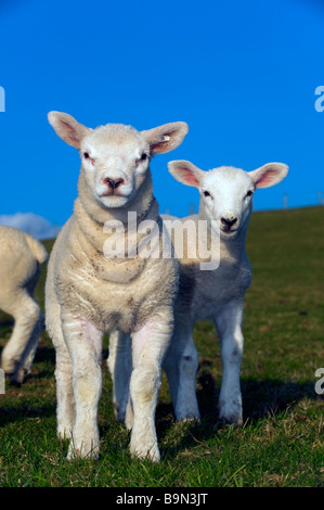 Young Texel lambs out at grass on a nice spring day Cumbria Stock Photo