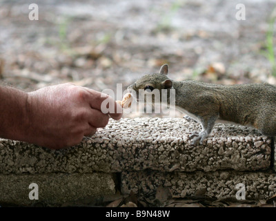 a squirrel eating a peanut from a human hand Stock Photo