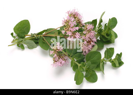 Medicinal plant Dost Oregano common marjoram Origanum vulgare Stock Photo