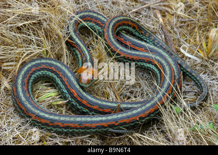 Endangered San Francisco Garter Snake (Thamnophis sirtalis tetrataenia) in San Mateo County, California. Stock Photo