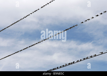 Tree swallows, Tachycineta bicolor, congregating on wires during autumn migration, Cape May, New Jersey. Stock Photo