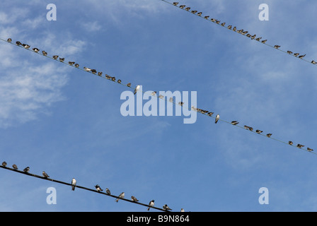 Tree swallows, Tachycineta bicolor, congregating on wires during autumn migration, Cape May, New Jersey. Stock Photo