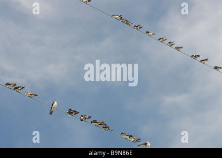 Tree swallows, Tachycineta bicolor, congregating on wires during autumn migration, Cape May, New Jersey. Stock Photo