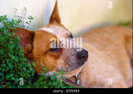 Australian Red Cattle Dog Stock Photo