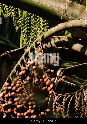 Dusky titi monkey Callicebus (or Plecturocebus) cupreus (previously C. moloch) WILD eating aguaje Yavari River Peruviuan Amazon Stock Photo