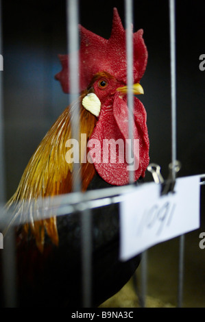 Prize winning rooster in poultry show Stock Photo