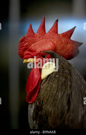 Prize winning rooster in poultry show Stock Photo