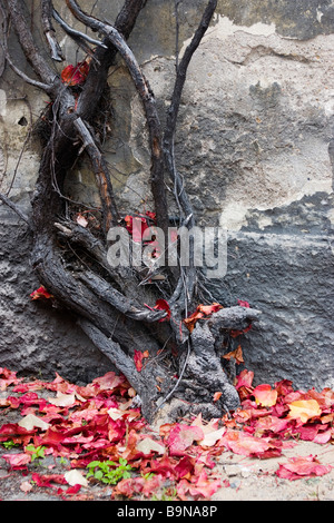 Vine trunk climbing over house wall in autumn. Stock Photo