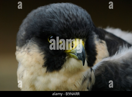 Peregrine Falcon Stock Photo