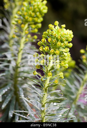 Spurge bud - Euphorbia characias ssp. Wulfenii Stock Photo