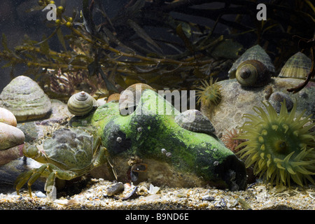 Rockpool underwater with crab, beadlet anemones, limpet, american slipper limpet, flat top shell, barnacles and seaweed Stock Photo