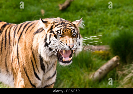 tiger growling Stock Photo - Alamy