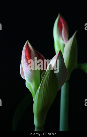 Two amaryllis flowers in bud, close up Stock Photo