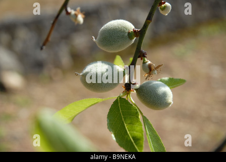 fresh, unripe almonds on tree, Spain Stock Photo