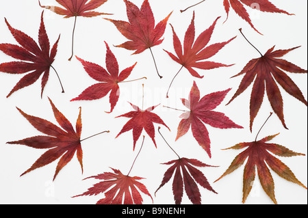 Autumn Acer leaf pattern on white background Stock Photo