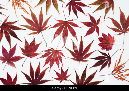 Autumn Acer leaf pattern on white background Stock Photo