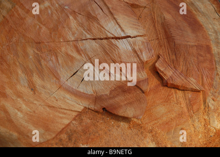 section through gum tree (eucalyptus) trunk, cut with a chainsaw, showing rings in the wood. Stock Photo