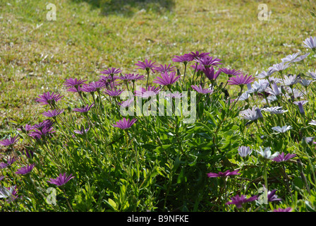 flower bed of purple and white daises, Osteorspermum ecklonis Stock Photo