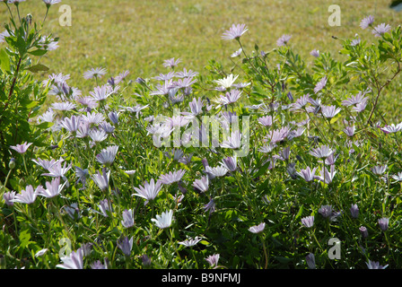 flower bed of purple and white daises, Osteorspermum ecklonis Stock Photo