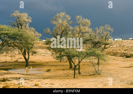 Israel Negev Desert Tamarix tamarisk salt cedar trees Stock Photo