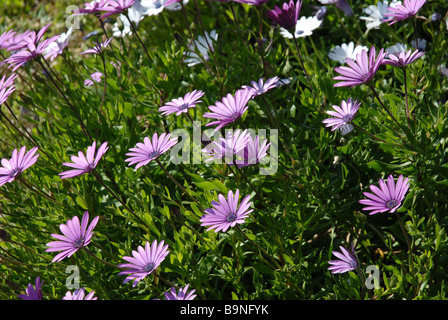 flower bed of purple and white daises, Osteorspermum ecklonis Stock Photo