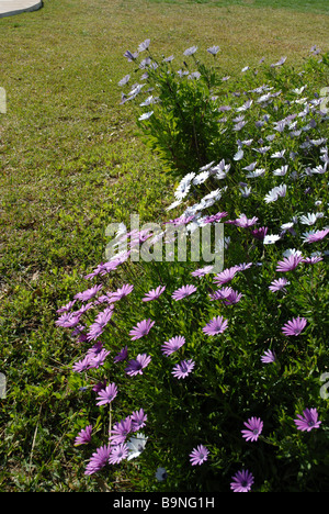 flower bed of purple and white daises, Osteorspermum ecklonis Stock Photo