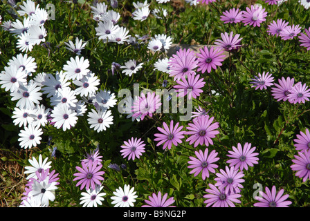 flower bed of purple and white daises, Osteorspermum ecklonis Stock Photo