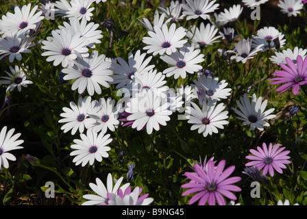 flower bed of purple and white daises, Osteorspermum ecklonis Stock Photo