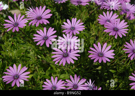 flower bed of purple daises, Osteorspermum ecklonis Stock Photo